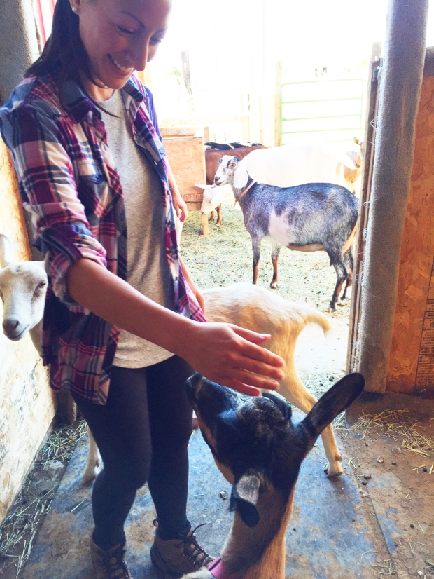 me-meeting-the-goats-the-goat-cheese-lady-farm