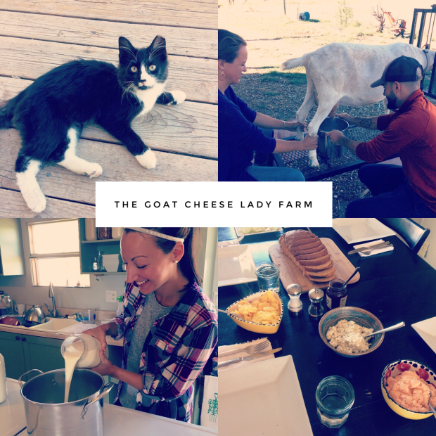 The Goat Cheese Lady Farm, Penrose Colorado | THE REAL LIFE Blog | fitness, food, fun, lifestyles blogger, fashion, travel, running